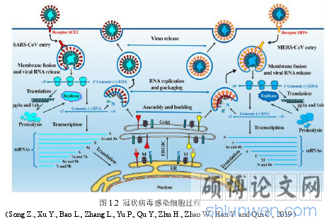 图 1.2 冠状病毒感染细胞过程