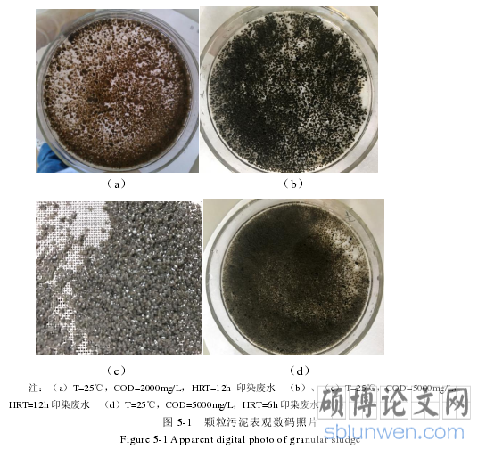 图 5-1   颗粒污泥表观数码照片