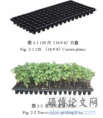 图 2-2 番茄穴盘苗形态