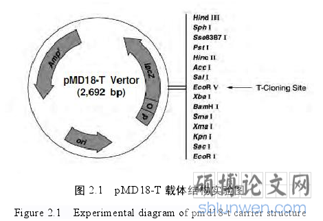图 2.1 pMD18-T 载体结构实验图