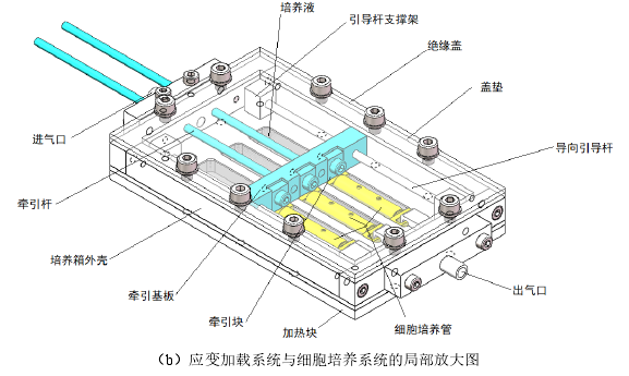 （b）应变加载系统与细胞培养系统的局部放大图 