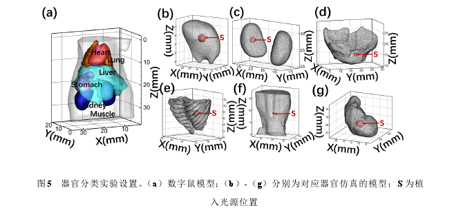 图5   器官分类实验设置。（a）数字鼠模型；（b）-（g）分别为对应器官仿真的模型；S 为植入光源位置