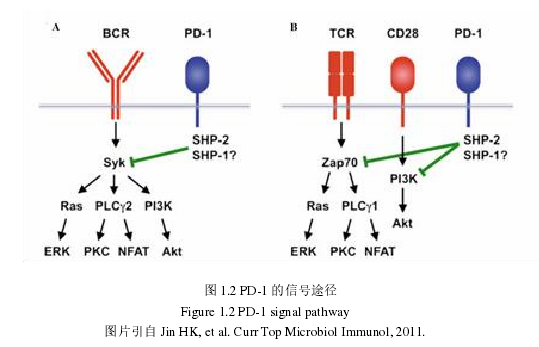 图 1.2 PD-1 的信号途径 