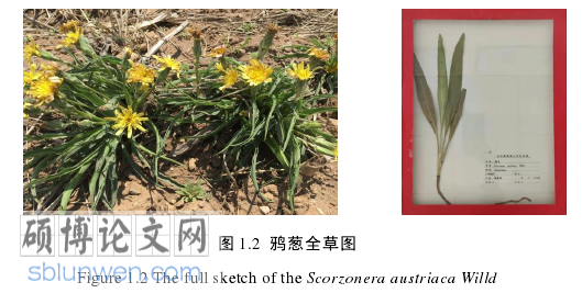 药学概论论文怎么写