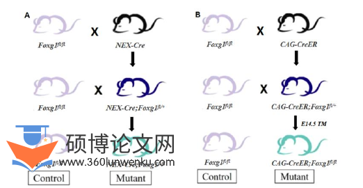 临床医学论文怎么写